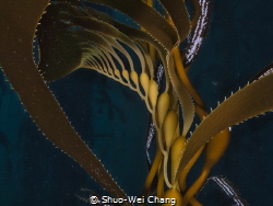 Giant Kelp by Shuo-Wei Chang 